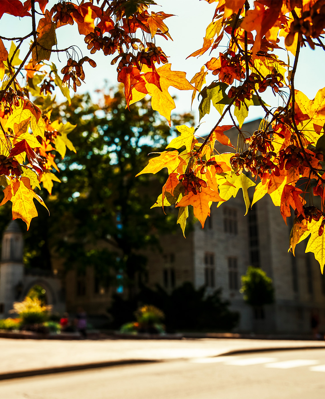 Autumn leaves near the Sample Gates at Indiana University